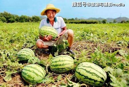 瓜农吃瓜网院长