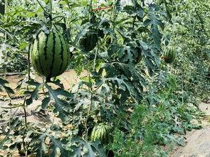 北京吃瓜网,揭秘京城美食圈那些事儿