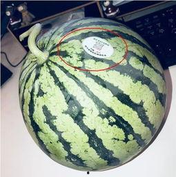 北海网红吃瓜,揭秘网络红人的幕后故事