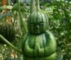 龙南网红吃瓜事件真相,揭秘背后真相与网络舆论的反思