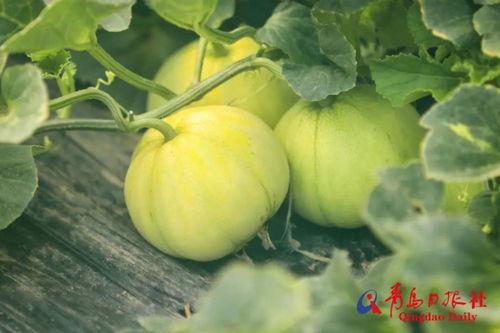 网红八卦吃瓜第一线,吃瓜第一线，揭秘娱乐圈幕后真相